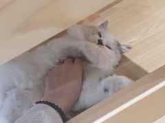 -滚猫咖啡·猫咖·猫友好撸猫(未来城店)