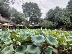 -三圣花乡旅游区