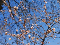 -桃花堤公园