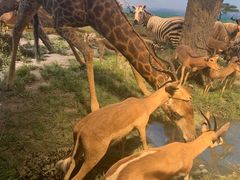 -国家自然博物馆