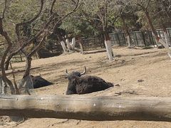 -青藏高原野生动物园