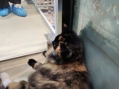 -藏猫猫咖啡主题馆(中央大道店)