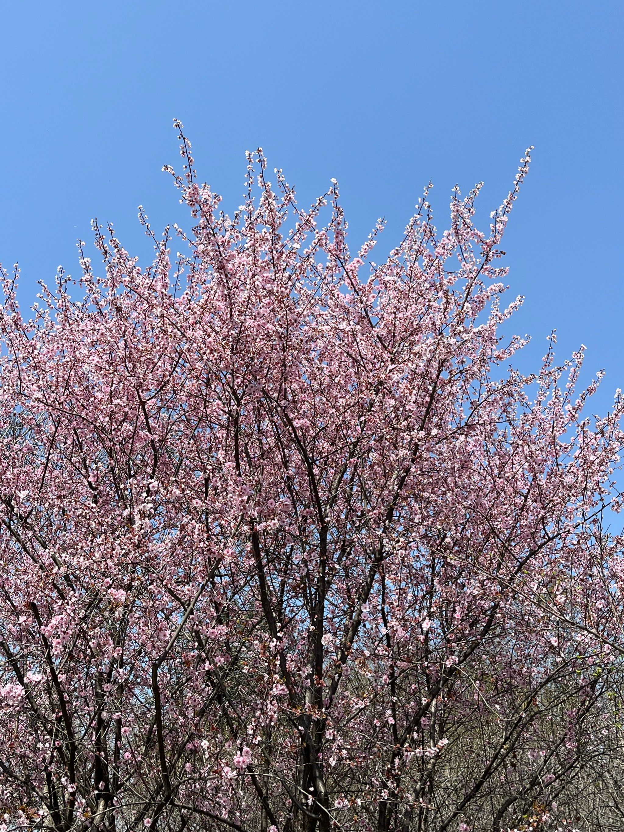 快来西溪湿地看梅花!美人梅盛开!