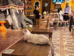 -猫猫幼稚园·撸猫·桌游·电玩