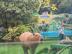 -广州长隆飞鸟乐园