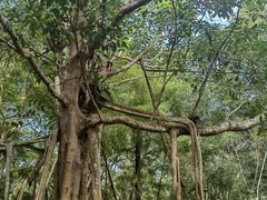 -中国科学院西双版纳热带植物园