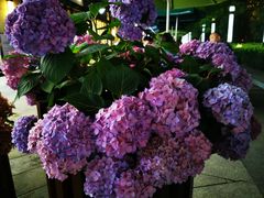 -证大大拇指广场(芳甸路店)