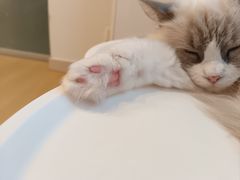 -有喵·猫咖·狗咖·30几只猫10只小狗(岗厦店)