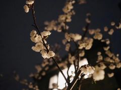 -八大山人梅湖景区