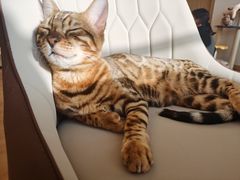 -猫腻·猫咖·撸猫馆(星光大道店)