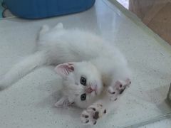 -糯米喵星人总部直营旗舰店·猫舍·幼猫出售