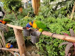 -南宫五洲植物乐园