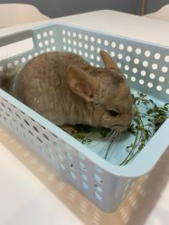 -Moni星球萌宠·小马宝莉·灵蛇·高端高阶全萌宠互动体验俱乐部(红豆国际广场店)