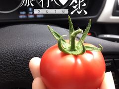-上海都市菜园