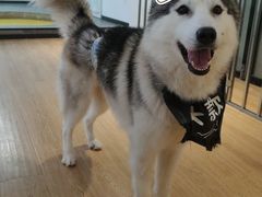 -Husky Go! 哈士奇体验馆·宠物咖啡厅狗咖