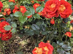 -徐家汇源景区-衡山公园