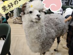 -安格丽娜·狗咖·猫咖羊驼咖(春熙路百盛商场店)