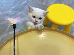 -猫力发电所·宠物专门店