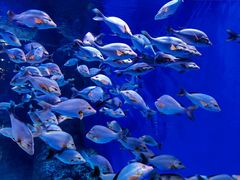 -成都浩海立方海洋公园