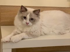 -滚猫咖啡·猫咖·猫友好撸猫(未来城店)
