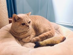 -遇见羊驼·奶狗咖·布偶猫咖·法斗柯基柴犬阿拉斯加(春熙路太古里IFS店)