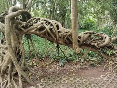 -中国科学院西双版纳热带植物园