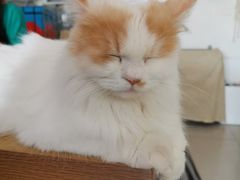 -平行世界·猫咖(首经贸店)