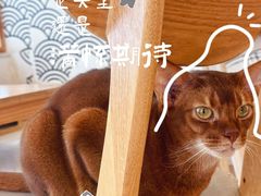 -Let's go狗咖·猫咖·奶狗·桌游(春熙路IFS店)