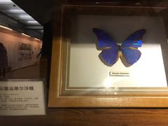 -上海大自然野生昆虫馆(东方明珠·爬宠昆虫探索中心)