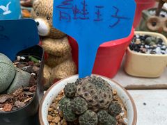 -三圣花乡旅游区