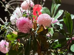 -苏帮袁·竹(北京坊店)