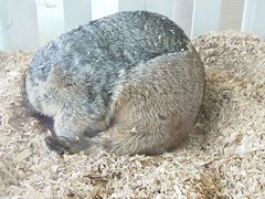 -怪兽屋·羊驼·猫咖·狗咖(俊华广场店)