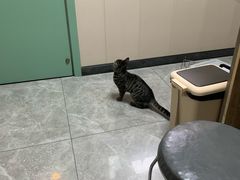 -半岛宠物医院24小时·内窥镜·牙科·碎石中心(府城大道店)