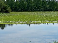 -白鹭湾湿地公园