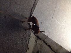 iphone_upload_pic-中环花鸟鱼虫市场
