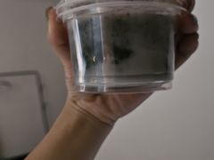 -谢怀亮芝麻茶