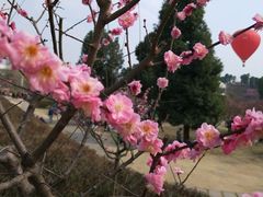 -秀丽东方