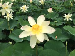 -日照海滨国家森林公园