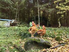 -凤栖山