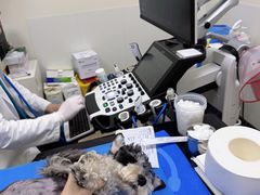 -美联众合动物医院·24h转诊中心