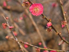 -大塘金香草谷