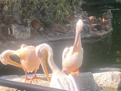 -昆明动物园