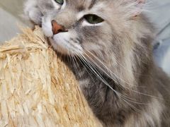 -猫儿山۰猫主题餐厅