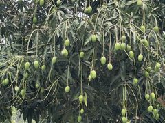 -西双版纳傣族园