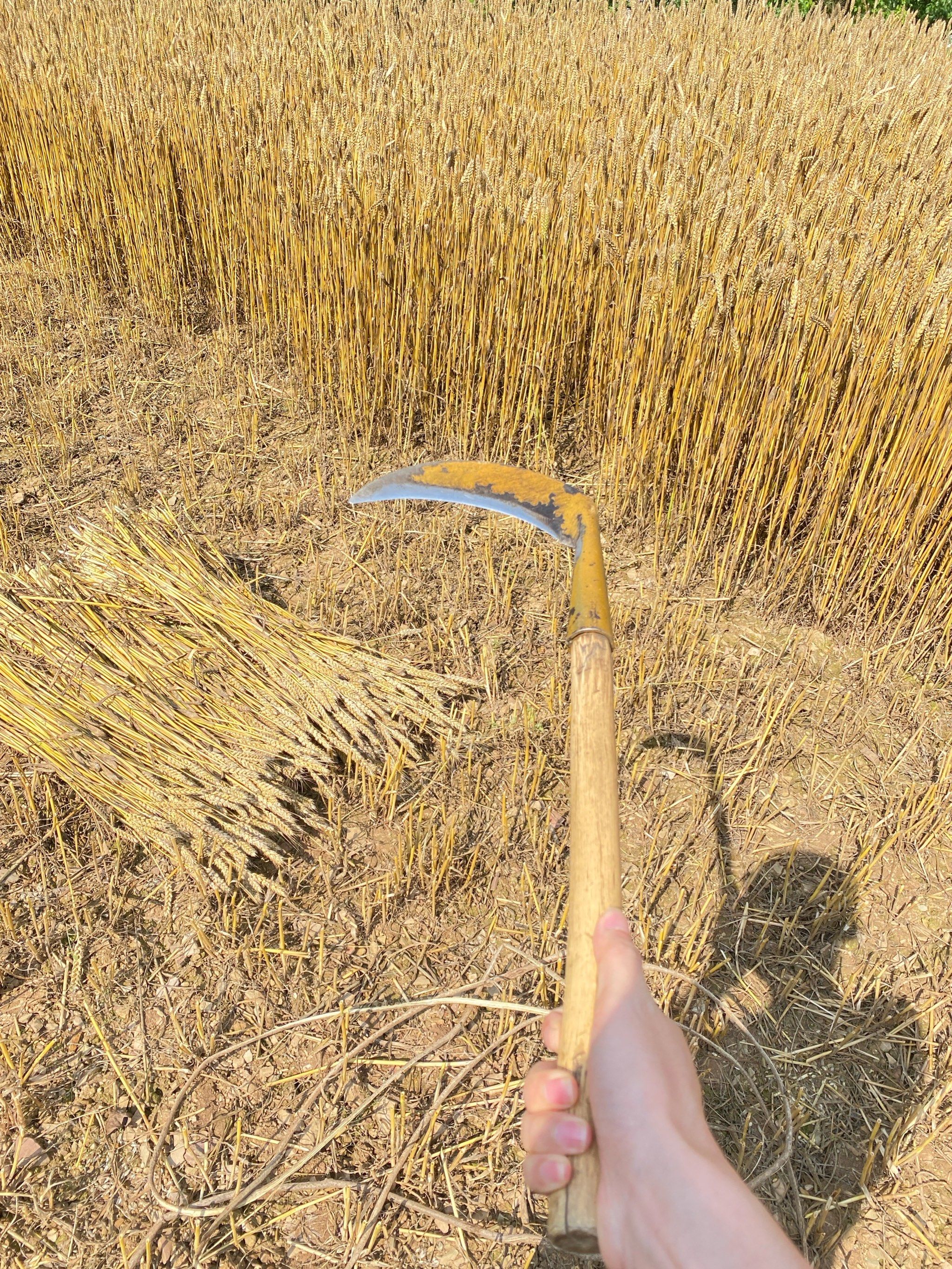 割小麦体验了.免费入园.快来啊