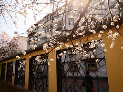 -桃花堤公园