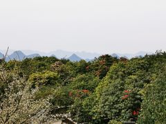 -贵州百里杜鹃风景名胜区