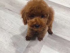 -犬也宠物造型(恒茂国际都会商业街店)