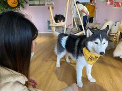 -Husky Go! 哈士奇体验馆·宠物咖啡厅狗咖