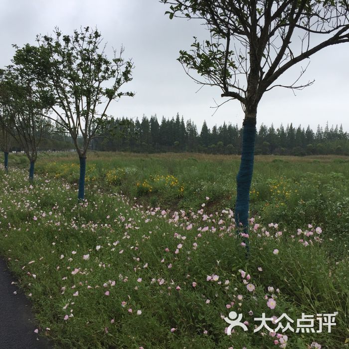 长兴岛郊野公园植树图片